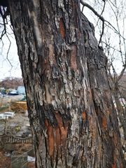 Crataegus chlorosarca