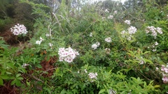 Rosa kwangtungensis