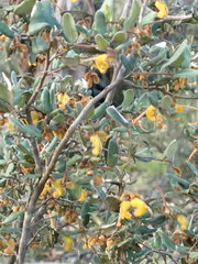 Grevillea chrysophaea