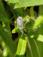 Phyllobius pyri
