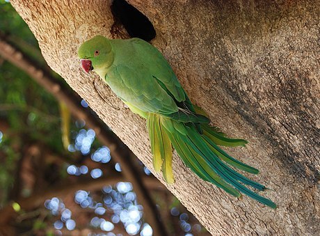 Rose-ringed parakeets in Rome