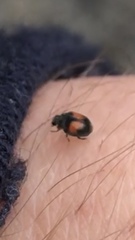 Diomus notescens