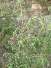 Pultenaea graveolens
