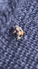 Diomus notescens