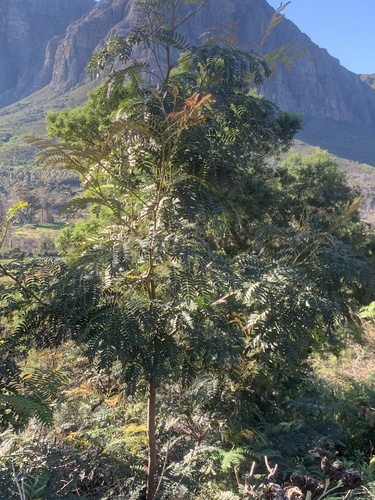 Acacia elata, photograph 6