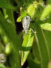 Phyllobius pyri