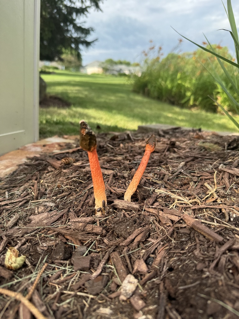 Wrinkly Stinkhorn · July 2026 · photo: Photo: no rights reserved · iNaturalist