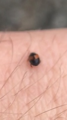 Diomus notescens