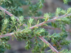 Pultenaea graveolens