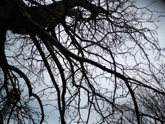 Crataegus chlorosarca