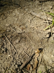 Dendroxena quadrimaculata