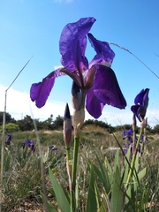 Iris × hybrida