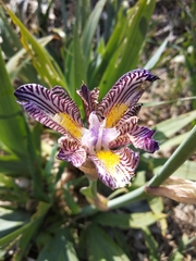 Iris × hybrida