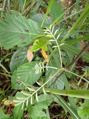 Millettieae