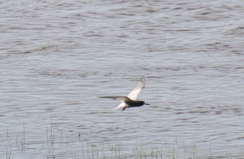 iNaturalist image