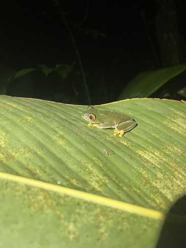 Taylor's Leaf Frog