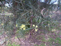 Acacia iteaphylla