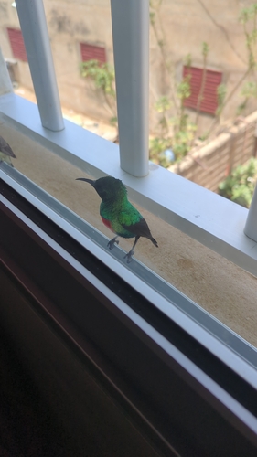 Beautiful Sunbird