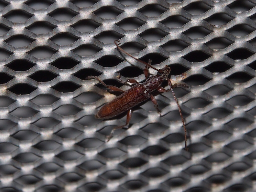Ceresium sinicum