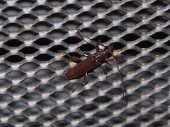 Ceresium sinicum ornaticolle