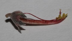 Indigofera sp-aff-platypoda