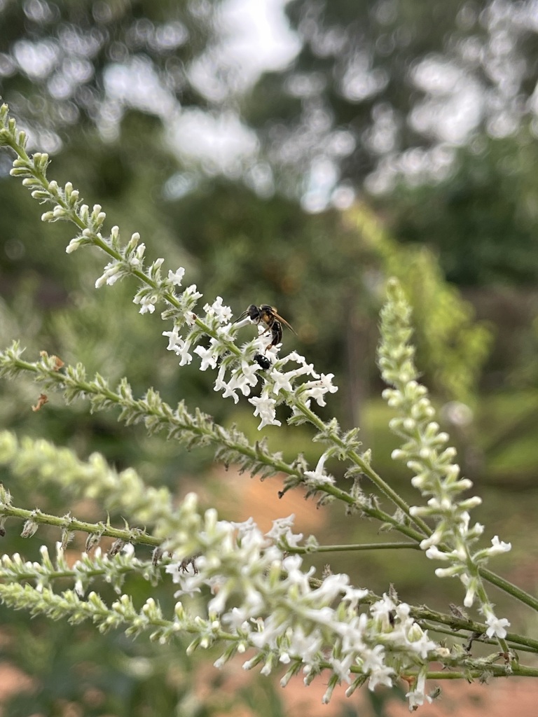 Schwarziana mourei