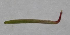 Indigofera sp-aff-platypoda