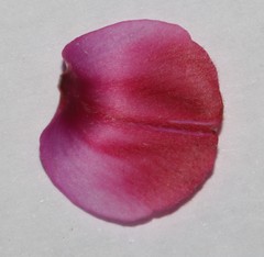 Indigofera sp-aff-platypoda