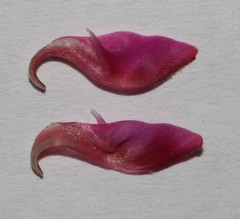 Indigofera sp-aff-platypoda