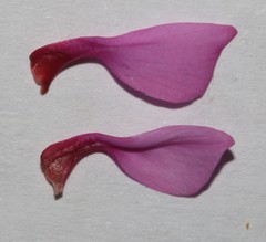 Indigofera sp-aff-platypoda
