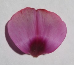 Indigofera sp-aff-platypoda