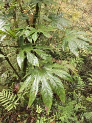 Fatsia