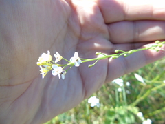 Crambe hispanica