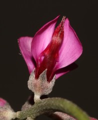 Indigofera sp-aff-platypoda
