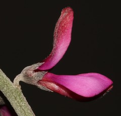 Indigofera sp-aff-platypoda