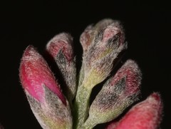 Indigofera sp-aff-platypoda