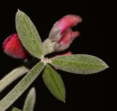 Indigofera sp-aff-platypoda