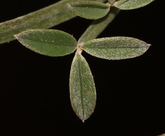 Indigofera sp-aff-platypoda
