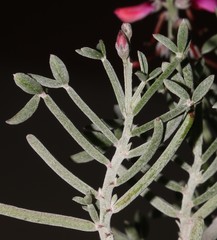 Indigofera sp-aff-platypoda