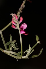 Indigofera sp-aff-platypoda