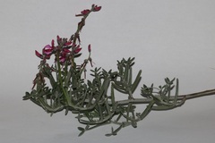Indigofera sp-aff-platypoda
