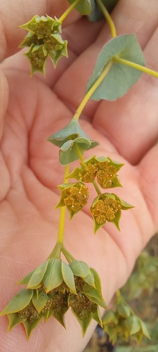 Bupleurum rotundifolium