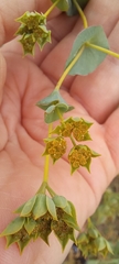 Bupleurum rotundifolium