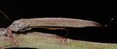 Indigofera sp-aff-platypoda