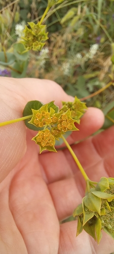 Bupleurum rotundifolium, photograph 2