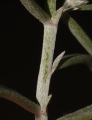 Indigofera sp-aff-platypoda