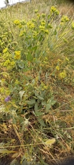Bupleurum rotundifolium, photograph (c) Гущина Ангелина Викторовна, some rights reserved (CC BY)