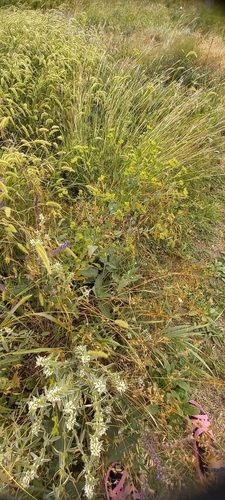 Bupleurum rotundifolium, photograph 4