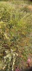 Bupleurum rotundifolium, photograph (c) Гущина Ангелина Викторовна, some rights reserved (CC BY)