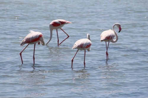 Greater Flamingo